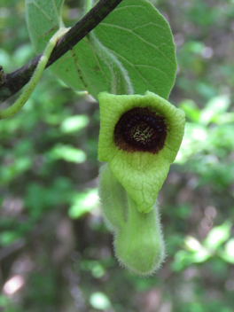 Pipevine Swallowtail Host Plant
Dutchman's Pipe